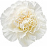 White carnation